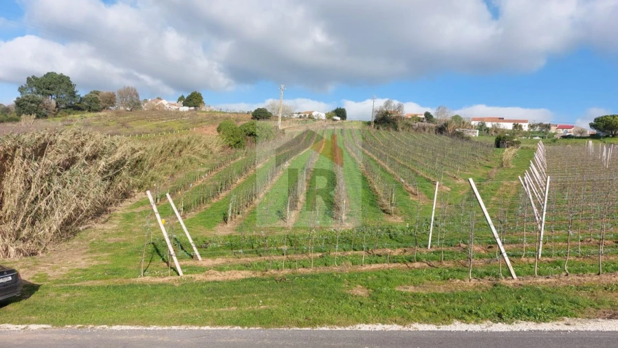 Terreno para Venda em Carvalhal Benfeito Foto 7
