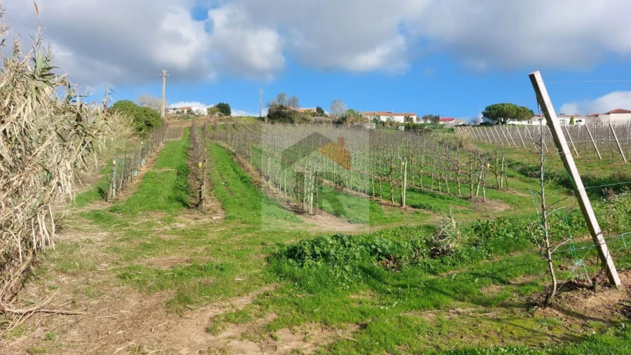 Terreno para Venda em Carvalhal Benfeito Foto 13
