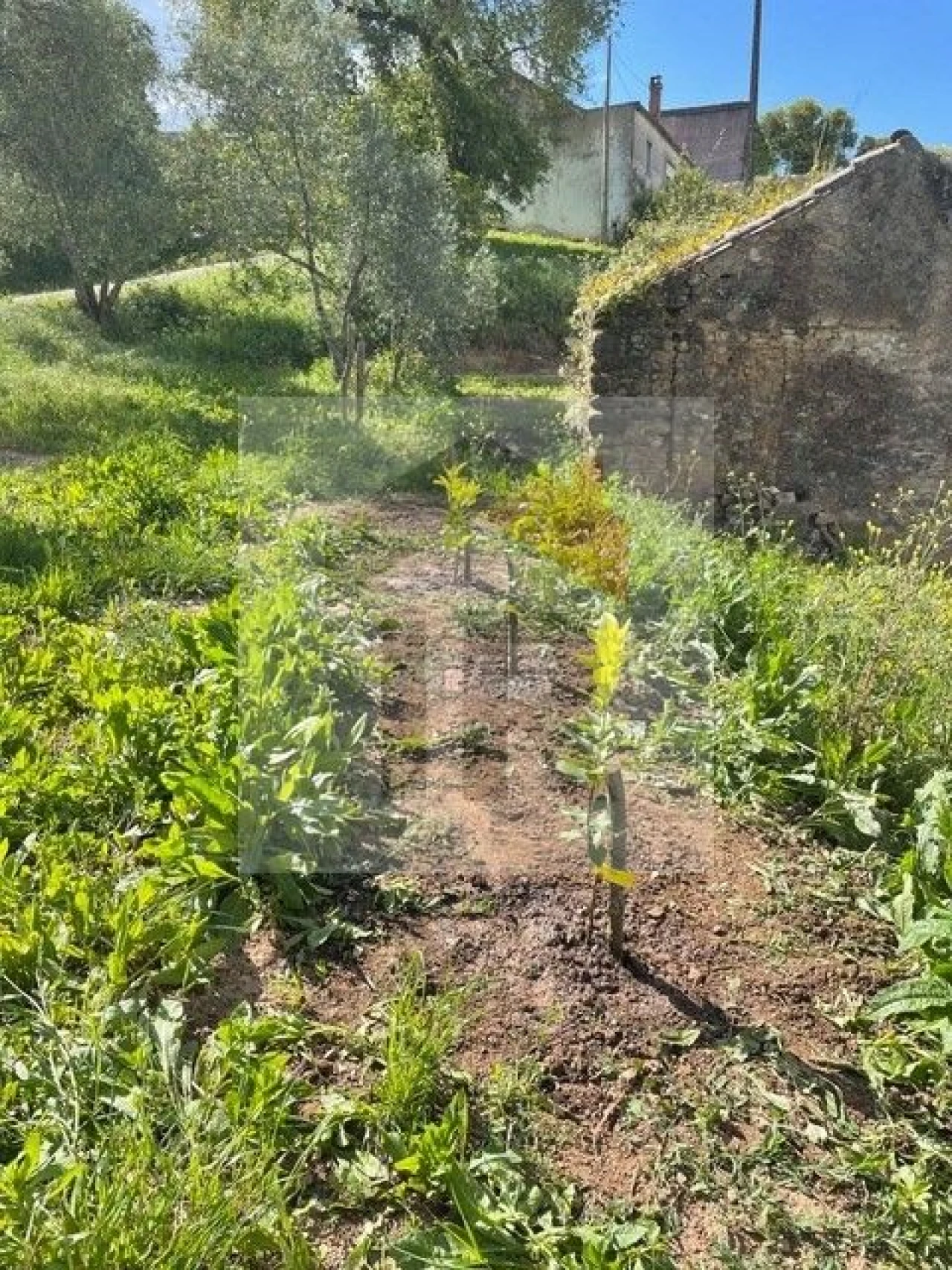 Quinta T3 para Venda em Evora de Alcobaça Foto 13