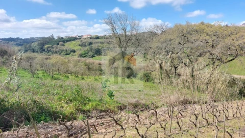 Terreno para Venda em Alvorninha
