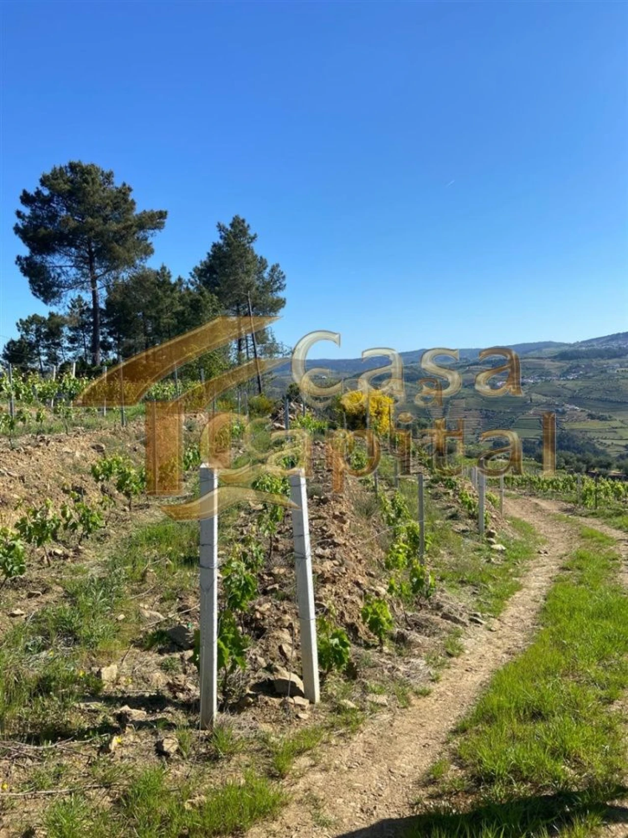 Quinta T0 para Venda em Sabrosa Foto 5