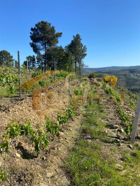 Quinta T0 para Venda em Sabrosa
