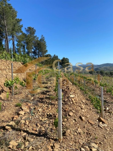 Quinta T0 para Venda em Sabrosa