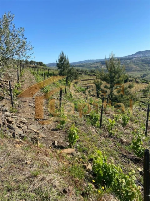 Quinta T0 para Venda em Sabrosa