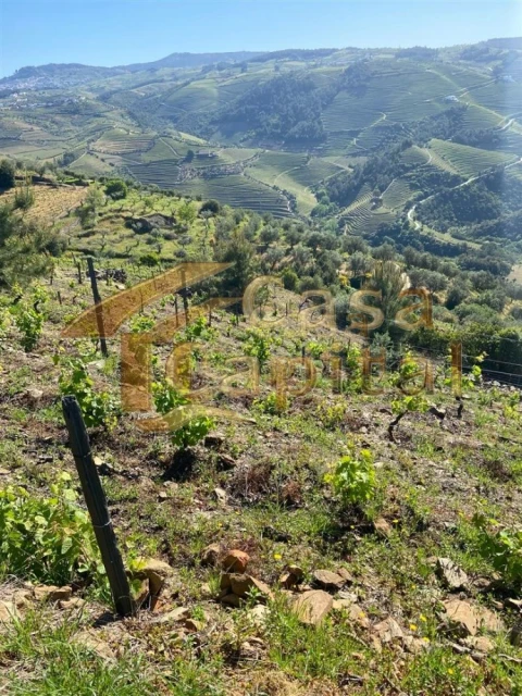 Quinta T0 para Venda em Sabrosa