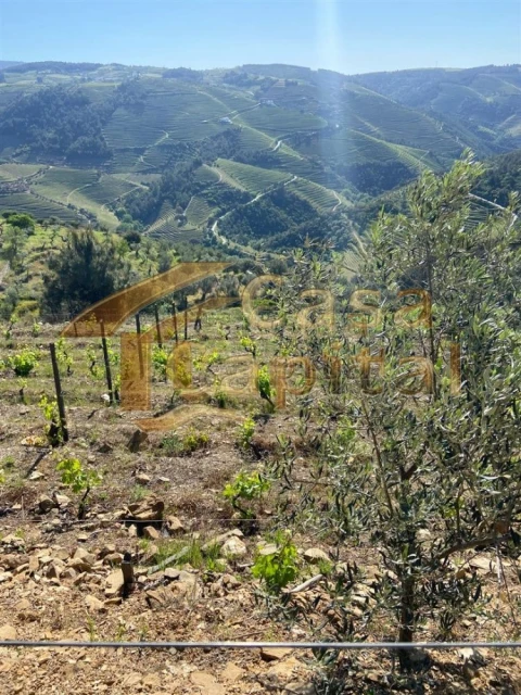 Quinta T0 para Venda em Sabrosa