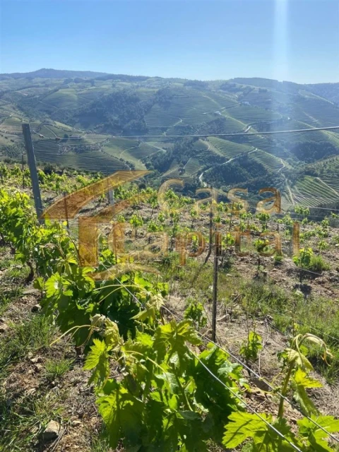 Quinta T0 para Venda em Sabrosa