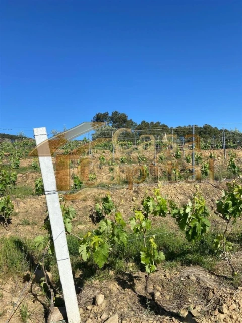 Quinta T0 para Venda em Sabrosa