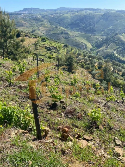 Quinta T0 para Venda em Sabrosa