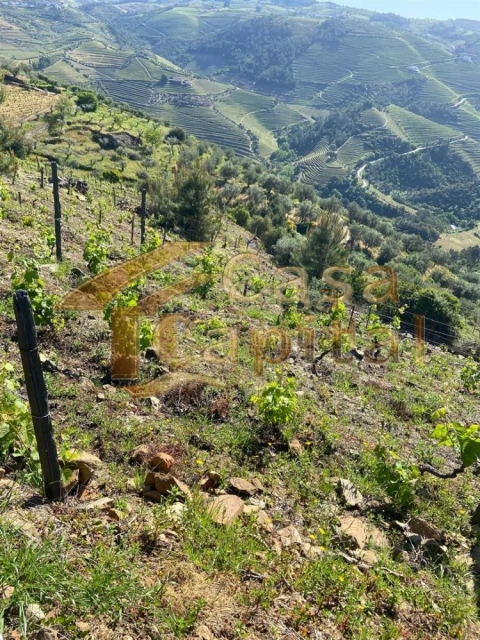 Quinta T0 para Venda em Sabrosa