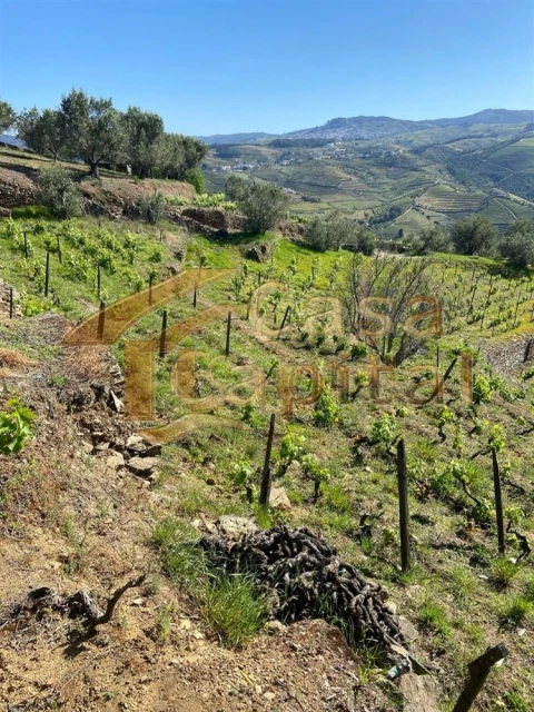 Quinta T0 para Venda em Sabrosa