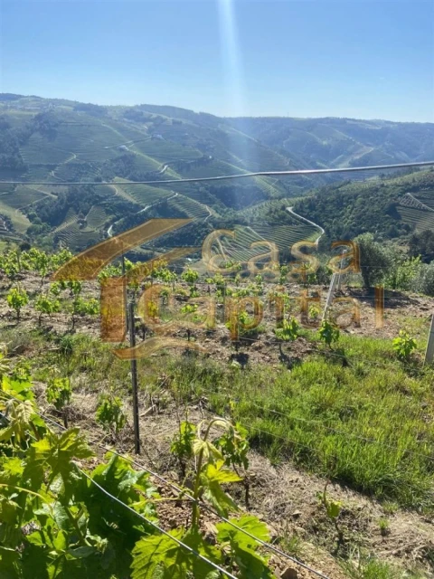 Quinta T0 para Venda em Sabrosa