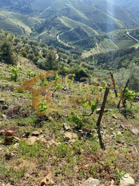 Quinta T0 para Venda em Sabrosa