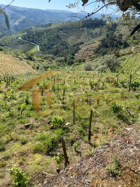 Quinta T0 para Venda em Sabrosa