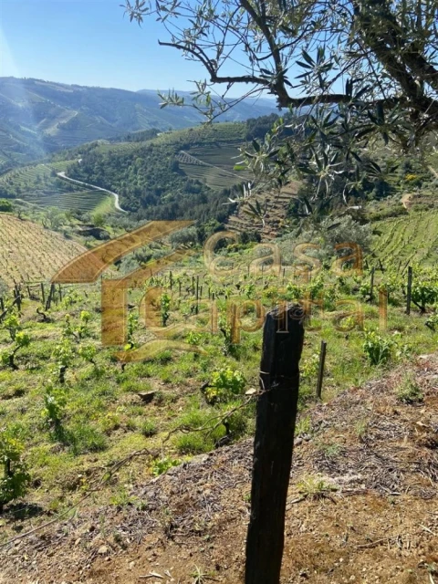 Quinta T0 para Venda em Sabrosa