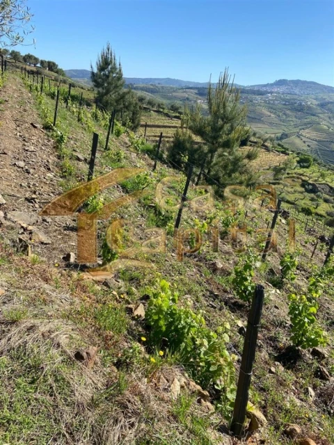 Quinta T0 para Venda em Sabrosa