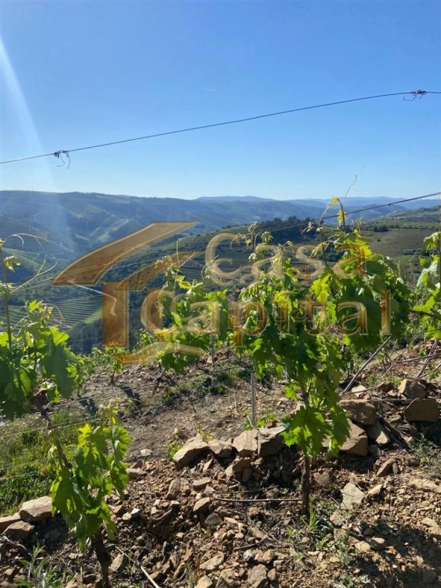 Quinta T0 para Venda em Sabrosa Foto 9