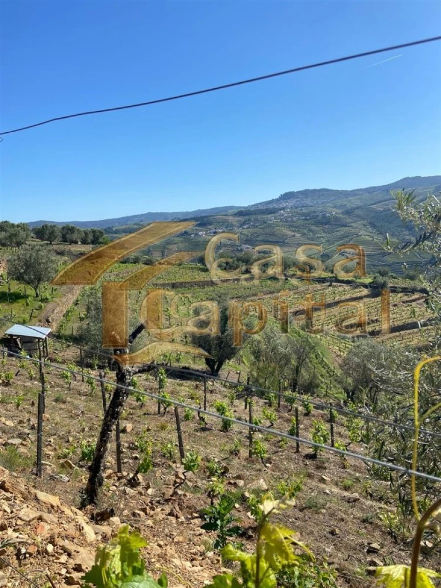 Quinta T0 para Venda em Sabrosa Foto 25