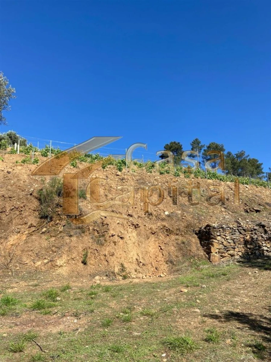 Quinta T0 para Venda em Sabrosa Foto 17