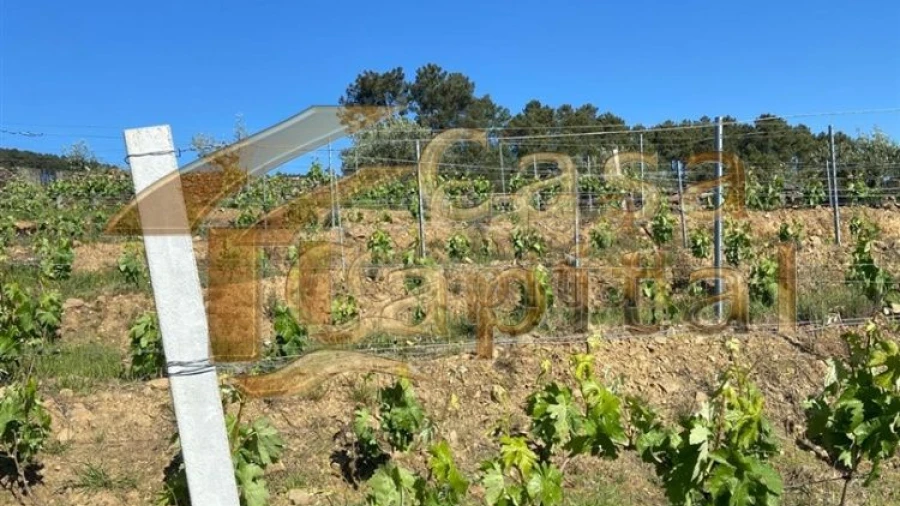 Quinta T0 para Venda em Sabrosa