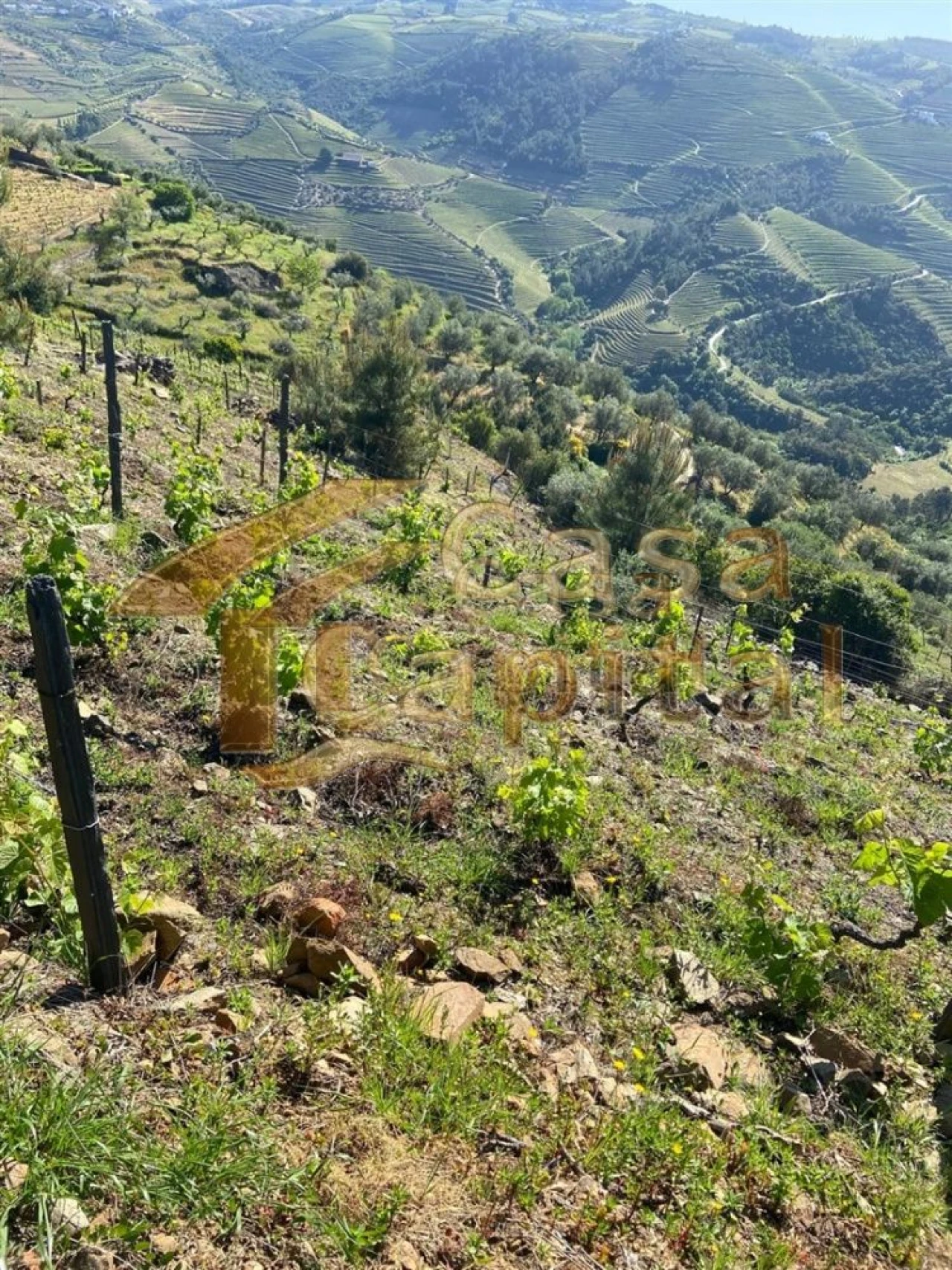 Quinta T0 para Venda em Sabrosa Foto 13