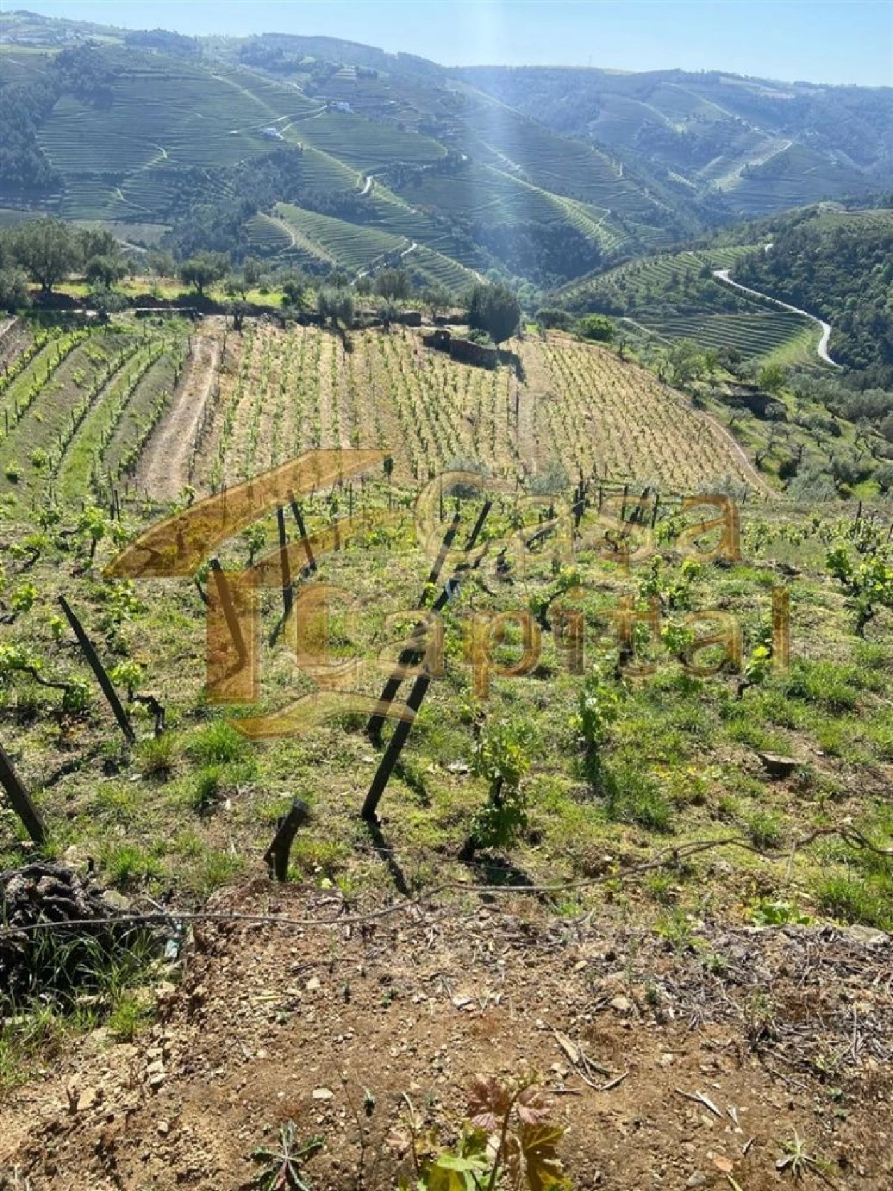 Quinta T0 para Venda em Sabrosa Foto 23
