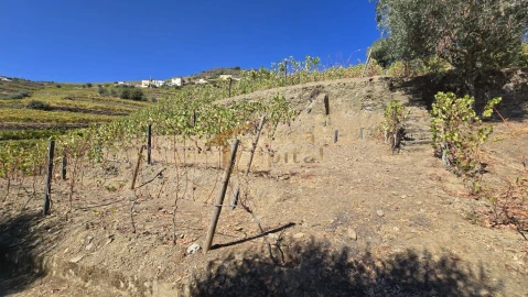 Quinta T0 para Venda em Lobrigos (São Miguel e São João Baptista) e Sanhoane