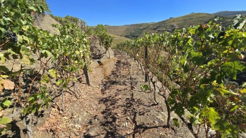 Quinta T0 para Venda em Lobrigos (São Miguel e São João Baptista) e Sanhoane