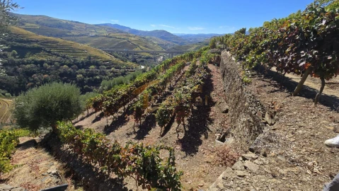 Quinta T0 para Venda em Lobrigos (São Miguel e São João Baptista) e Sanhoane
