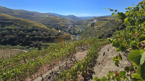 Quinta T0 para Venda em Lobrigos (São Miguel e São João Baptista) e Sanhoane