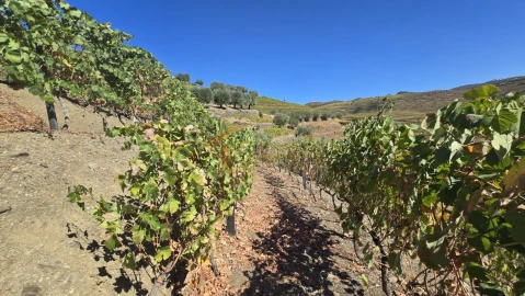 Quinta T0 para Venda em Lobrigos (São Miguel e São João Baptista) e Sanhoane
