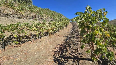 Quinta T0 para Venda em Lobrigos (São Miguel e São João Baptista) e Sanhoane