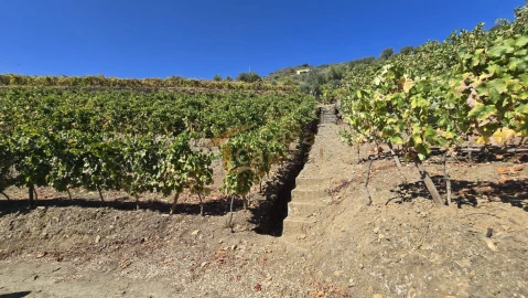 Quinta T0 para Venda em Lobrigos (São Miguel e São João Baptista) e Sanhoane