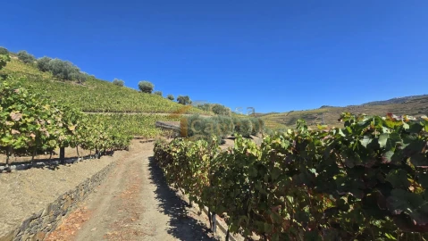 Quinta T0 para Venda em Lobrigos (São Miguel e São João Baptista) e Sanhoane