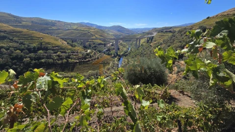 Quinta T0 para Venda em Lobrigos (São Miguel e São João Baptista) e Sanhoane