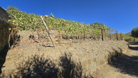 Quinta T0 para Venda em Lobrigos (São Miguel e São João Baptista) e Sanhoane