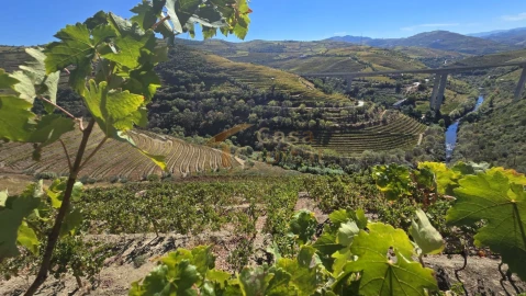 Quinta T0 para Venda em Lobrigos (São Miguel e São João Baptista) e Sanhoane
