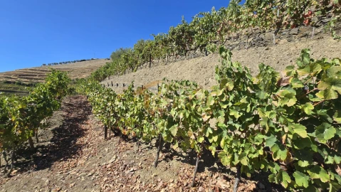 Quinta T0 para Venda em Lobrigos (São Miguel e São João Baptista) e Sanhoane