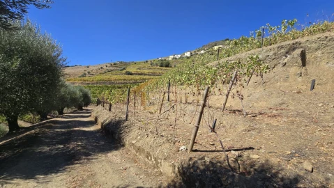 Quinta T0 para Venda em Lobrigos (São Miguel e São João Baptista) e Sanhoane