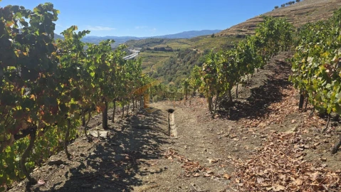 Quinta T0 para Venda em Lobrigos (São Miguel e São João Baptista) e Sanhoane