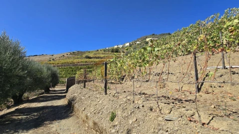 Quinta T0 para Venda em Lobrigos (São Miguel e São João Baptista) e Sanhoane