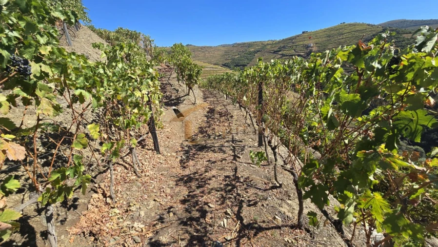 Quinta T0 para Venda em Lobrigos (São Miguel e São João Baptista) e Sanhoane Foto 20
