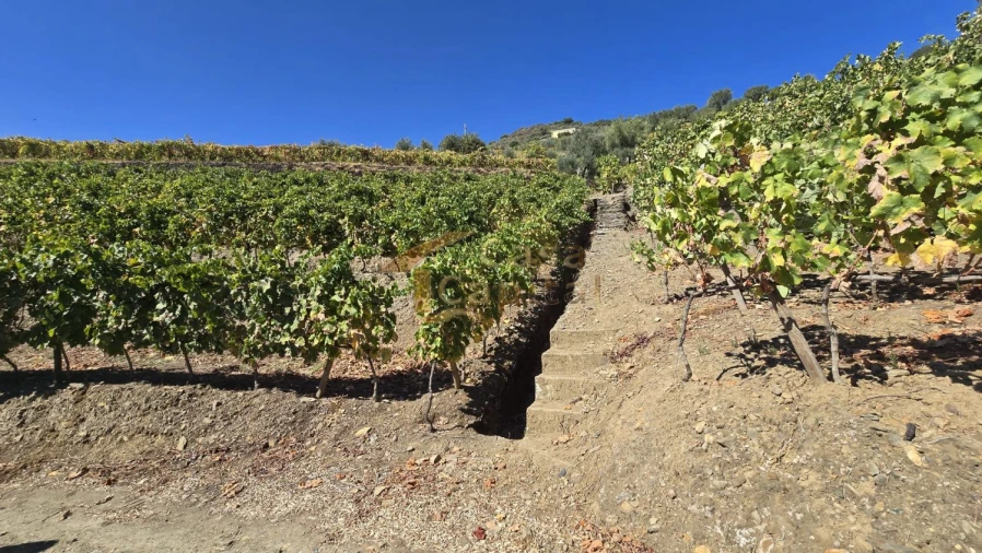 Quinta T0 para Venda em Lobrigos (São Miguel e São João Baptista) e Sanhoane Foto 5