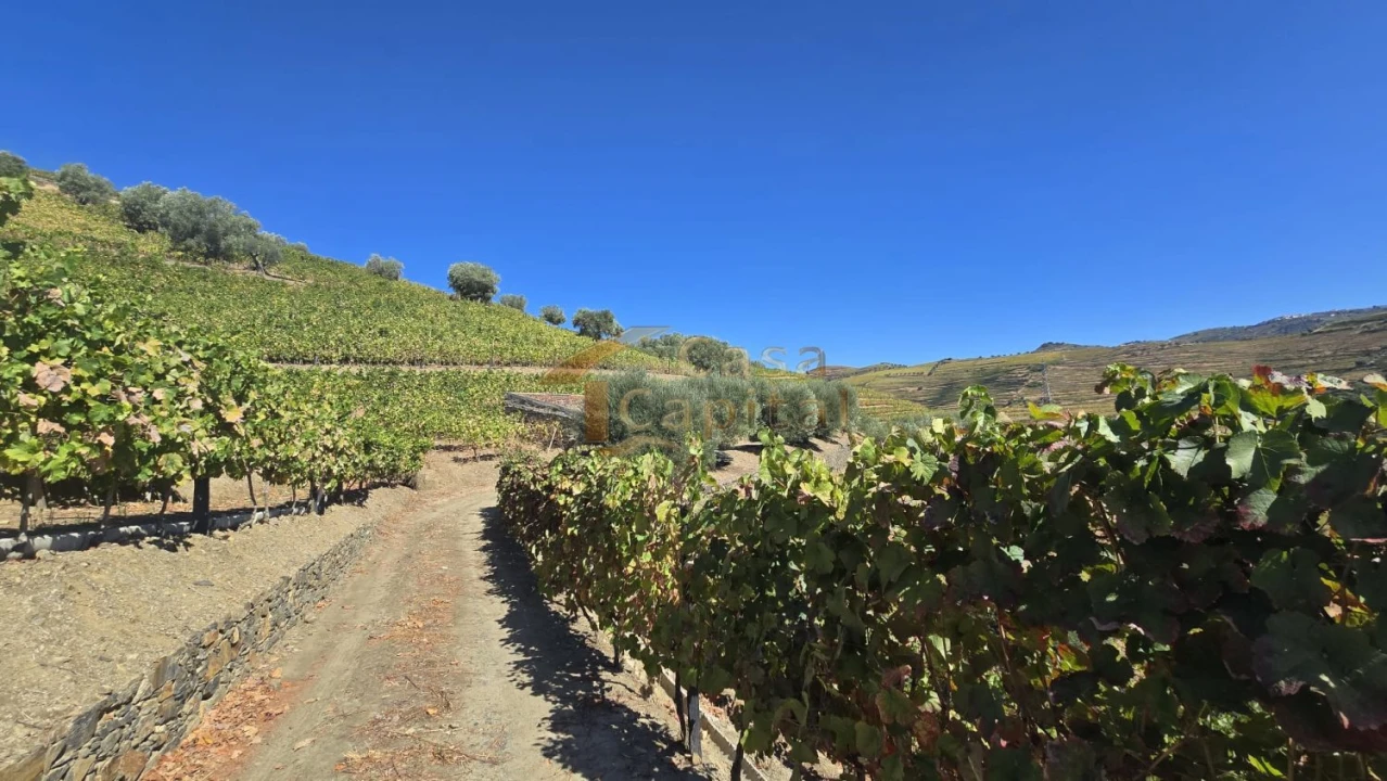 Quinta T0 para Venda em Lobrigos (São Miguel e São João Baptista) e Sanhoane Foto 13