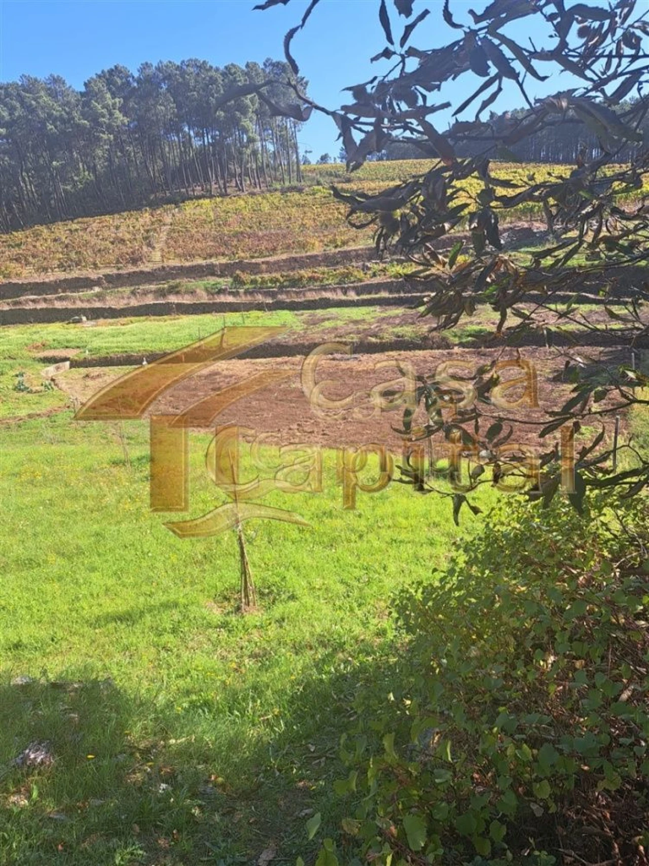 Quinta T0 para Venda em Andrães Foto 36