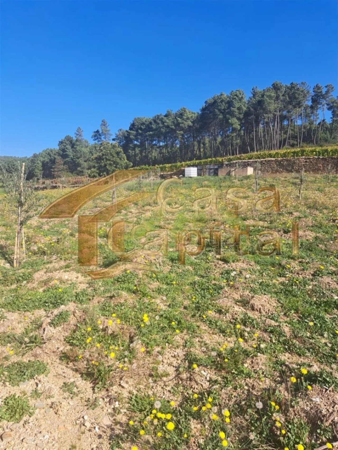 Quinta T0 para Venda em Andrães Foto 31