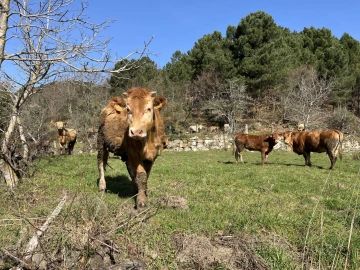 Quinta T0 para Venda em Pena, Quintã e Vila Cova