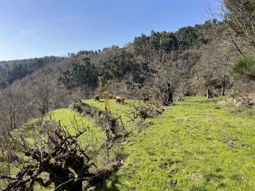 Quinta T0 para Venda em Pena, Quintã e Vila Cova
