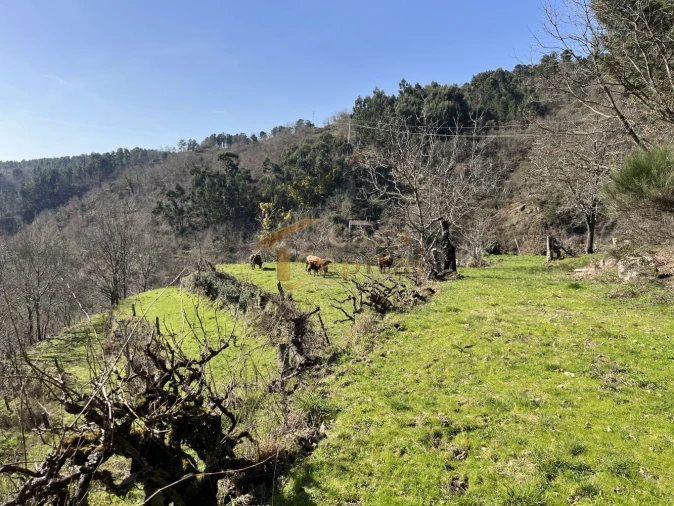 Quinta T0 para Venda em Pena, Quintã e Vila Cova Foto 14