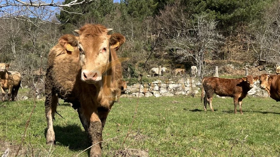 Quinta T0 para Venda em Pena, Quintã e Vila Cova